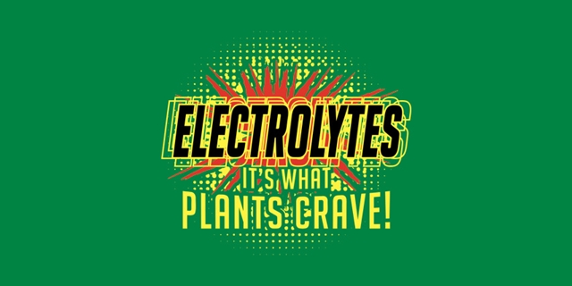 electrolyteskelly_fullpic